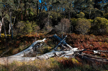 Fototapeta na wymiar Dead tree trunks lying on grass in front of forest