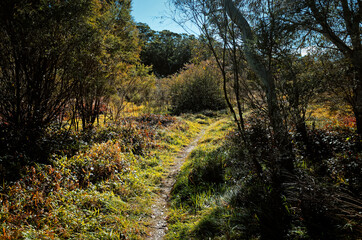 Fototapeta premium Grassy meadow with narrow path flanked by trees