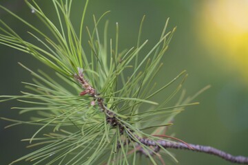 fotografía horizontal macro de una rama verde sobre un fondo de naturaleza verde