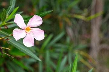The pink flower of the oleander