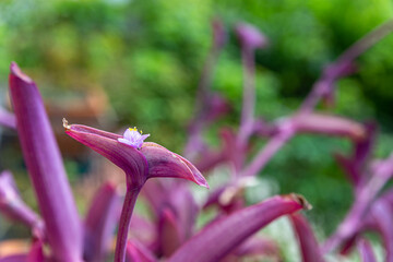 The little pink flower