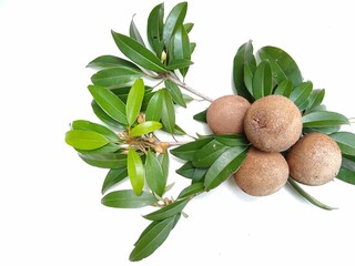 Manilkara zapota (sapodilla ) or sapota fruits and leaf on white background
