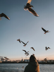 Mann f&uuml;ttert M&ouml;wen im Hamburger Hafen