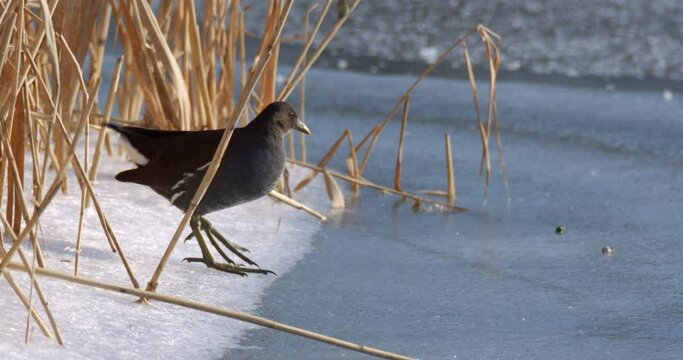 The spotted crake (Porzana porzana) walks on the ice, the Drava River