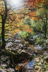 Mountain river in the autumn forest in Slovenia