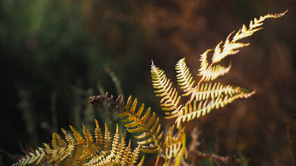 Belles fougères aux teintes automnales, se fondant dans un environnement sec, sous les pins des...