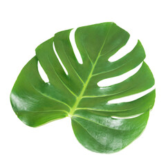 Green leaf of houseplant monstera deliciosa isolated on white background © Pavlo Vakhrushev