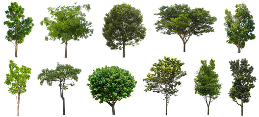 Fototapeta premium Set beautiful trees isolated on white background, Suitable for use in architectural design, Decoration work, Used with natural articles both on print and website.