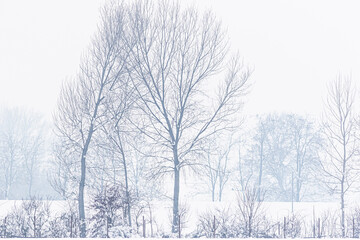 Paesaggio innevato con rami e neve