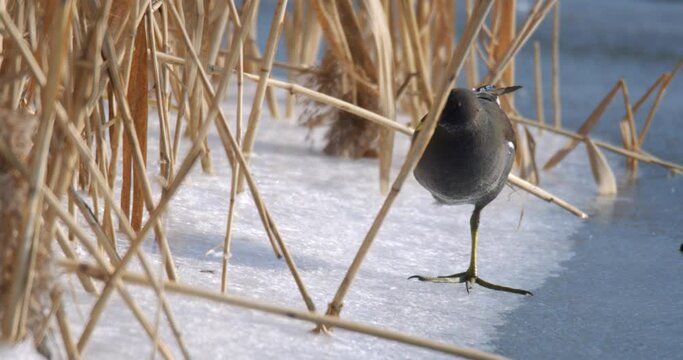 The spotted crake (Porzana porzana) walks on the ice, the Drava River