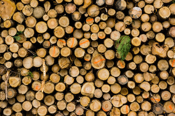 troncos para industria de la madera, Zeanuri,parque natural Gorbeia,Alava- Vizcaya, Euzkadi, Spain