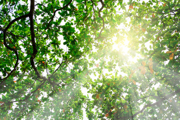 Sunrays shining through the green leaves of high treetops for the background wallpaper.