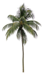 Obraz na płótnie Canvas Beautiful palm tree isolated on white background. Suitable for use in architectural design or Decoration work.