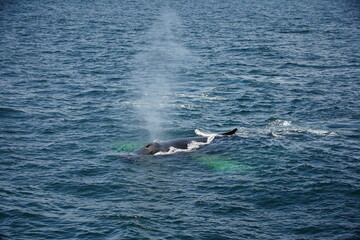 humpback with fontain