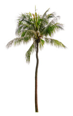Obraz premium Beautiful coconut palm tree isolated on white background. Suitable for use in architectural design or Decoration work.