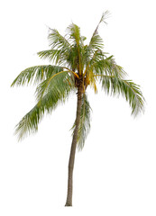 Obraz premium Beautiful coconut palm tree isolated on white background. Suitable for use in architectural design or Decoration work.
