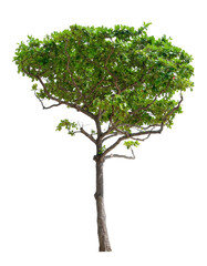 Beautiful tree isolated on white background. Suitable for use in architectural design or Decoration work.