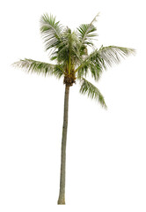 Beautiful coconut palm tree isolated on white background. Suitable for use in architectural design or Decoration work.