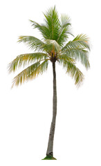 Beautiful coconut palm tree isolated on white background. Suitable for use in architectural design or Decoration work.