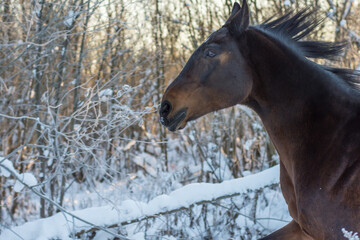 portrait of a bay horse in a winter forest in the sun