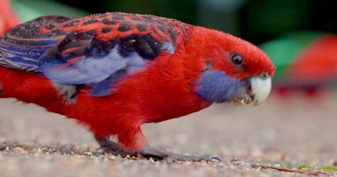 Wild Crimson Rosella parrot in Australian National Park in 4K