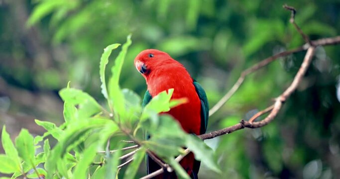 Australian King Parrot 4K slow motion on tree branch looking around in national park	