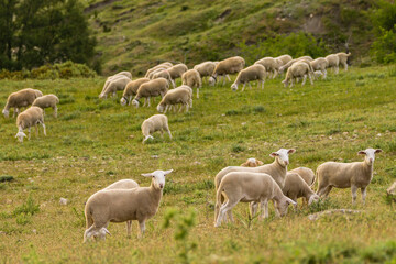 Obraz na płótnie Canvas rebaño de ovejas segureñas, El Atunedo, parque natural sierras de Cazorla, Segura y Las Villas, Jaen, Andalucia, Spain