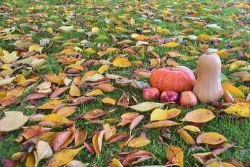 Beautiful autumn harvest background of apples, pumpkin and butternut squash on the grass and colorful fallen cherry leaves. Yellow, orange, gold and red leaves on the lawn. Dublin, Ireland