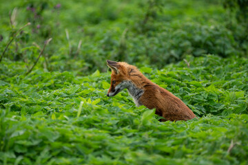 The red fox is hunting