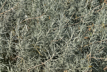 Beautiful background of silver sage (Artemisia cana). Evergreen shrub with narrow silver-grey aromatic leaves and inconspicuous yellow flowers in fall. Nice specimen plant in sunny garden