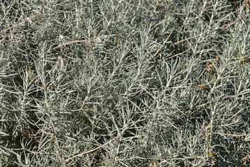 Beautiful background of silver sage (Artemisia cana). Evergreen shrub with narrow silver-grey aromatic leaves and inconspicuous yellow flowers in fall. Nice specimen plant in sunny garden