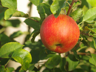 red ripe apple