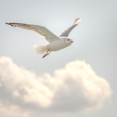 Beautiful seagull flying in the blue sky