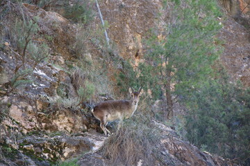 goat in mountain