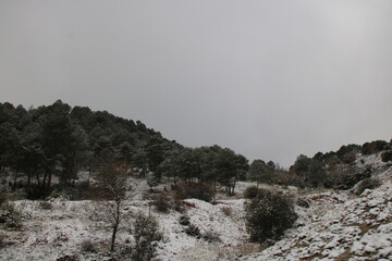First snowfall in the forest