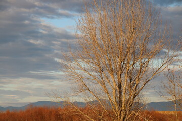 Obraz na płótnie Canvas tree autumn sky