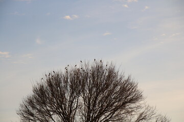 birds in tree
