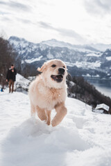 Happy golden retriever puppy motion in snow, Switzerland