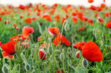 Beautiful poppy field