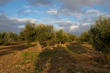 Olivar con nubes otoñales