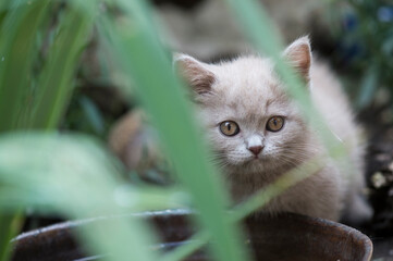 Naklejka na ściany i meble Britisch Kurzhaar Kitten schaut durch Pflanzen auf der Terrasse