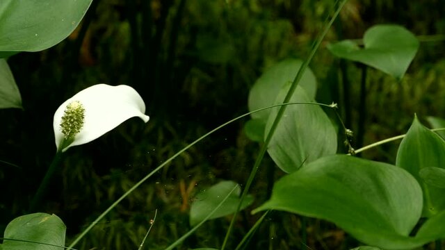 calla White flower or Calla palustris panorama, close-up