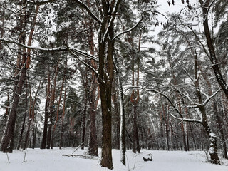 winter forest in the snow
