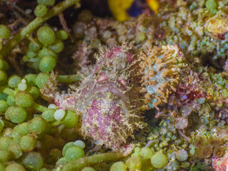 Fototapeta premium Frogfish on sea grapes (Mergui archipelago, Myanmar)