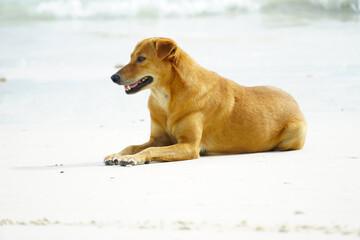 A cute brown dog is on the sea beach and looking for someone to play with.