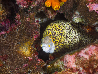 Snowflake moray lurking between rocks (Mergui archipelago, Myanmar)