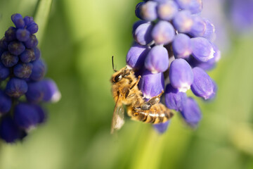 Bienchen