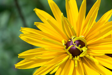 Yellow flower rudbeckia in summer garden on green blurred background