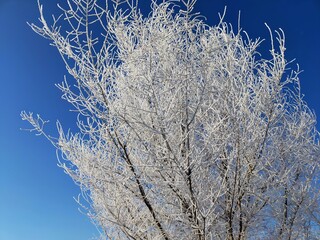 tree in the snow