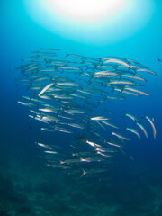 Fototapeta na wymiar School of Blackfin barracuda above coral reef (Koh Tachai, Similan, Thailand)